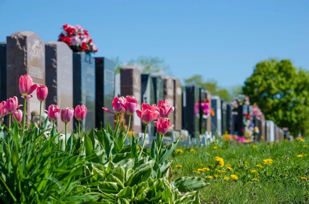 Cimetière paysager avec allée de tulipes roses au premier plan et monuments funéraires alignés.